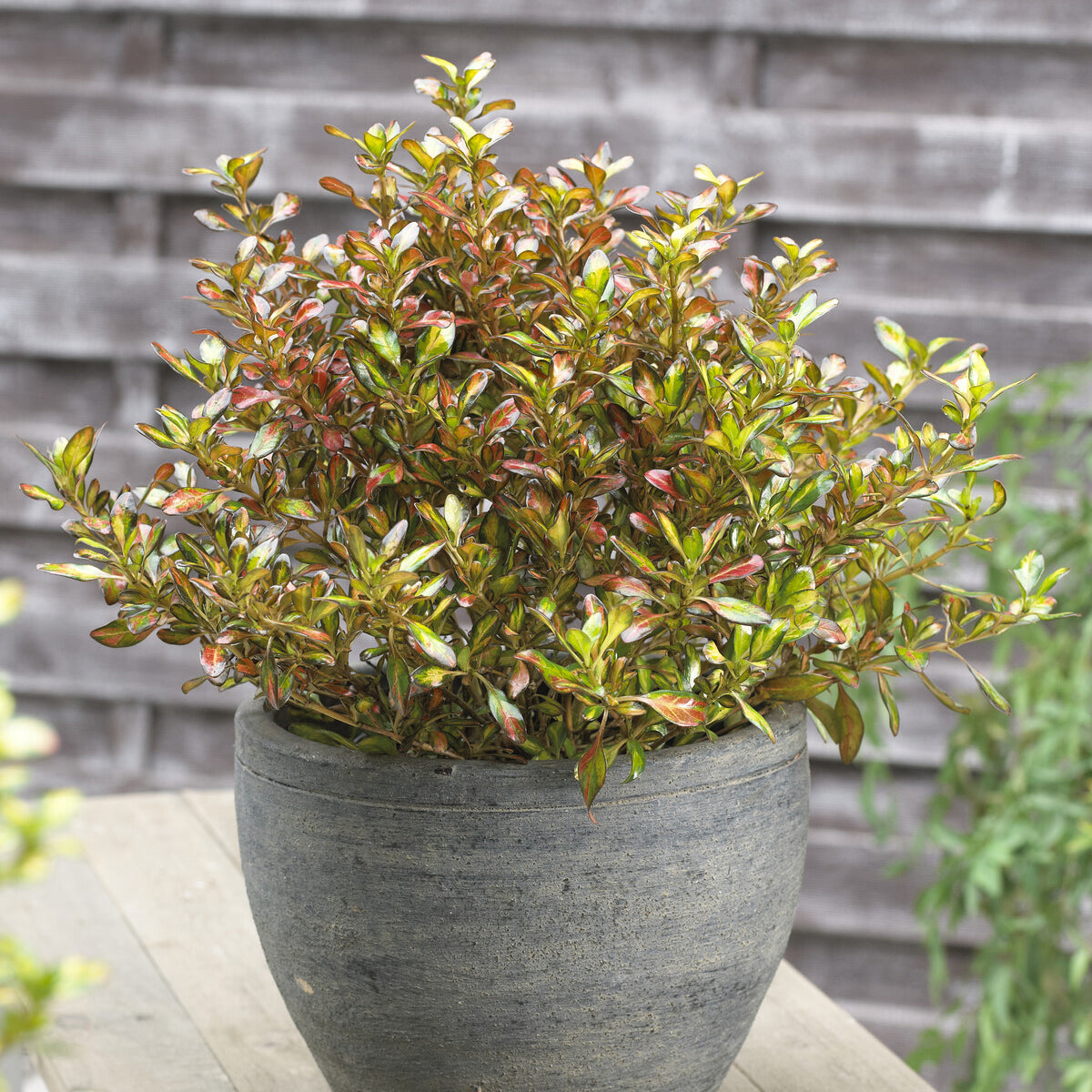 Bakker Coprosma Evening Glow arbuste pot 9cm orange