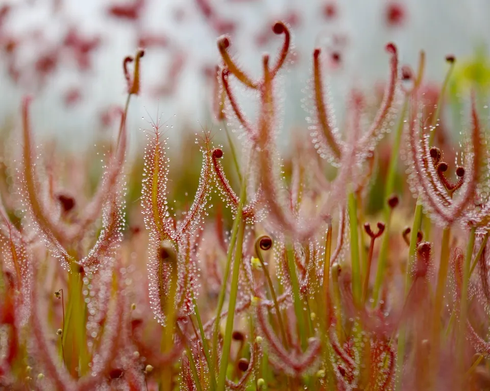 Carniflore Drosera binata plante carnivore feuilles rouges
