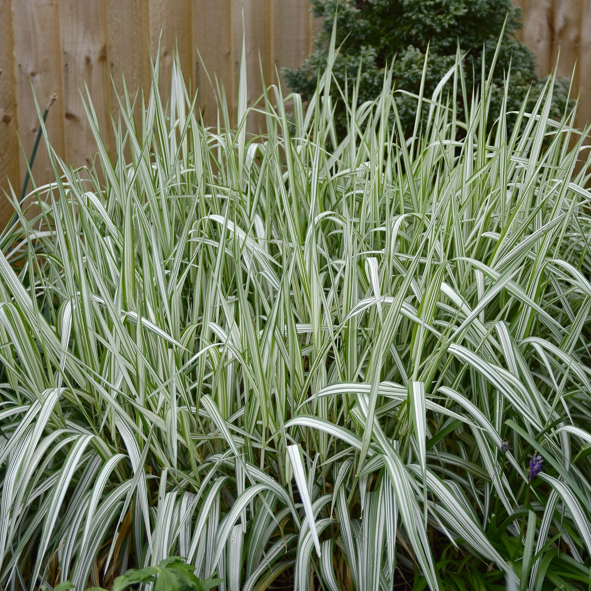 Bakker Feesey phalaris panaché graminée pot 8cm sol humide