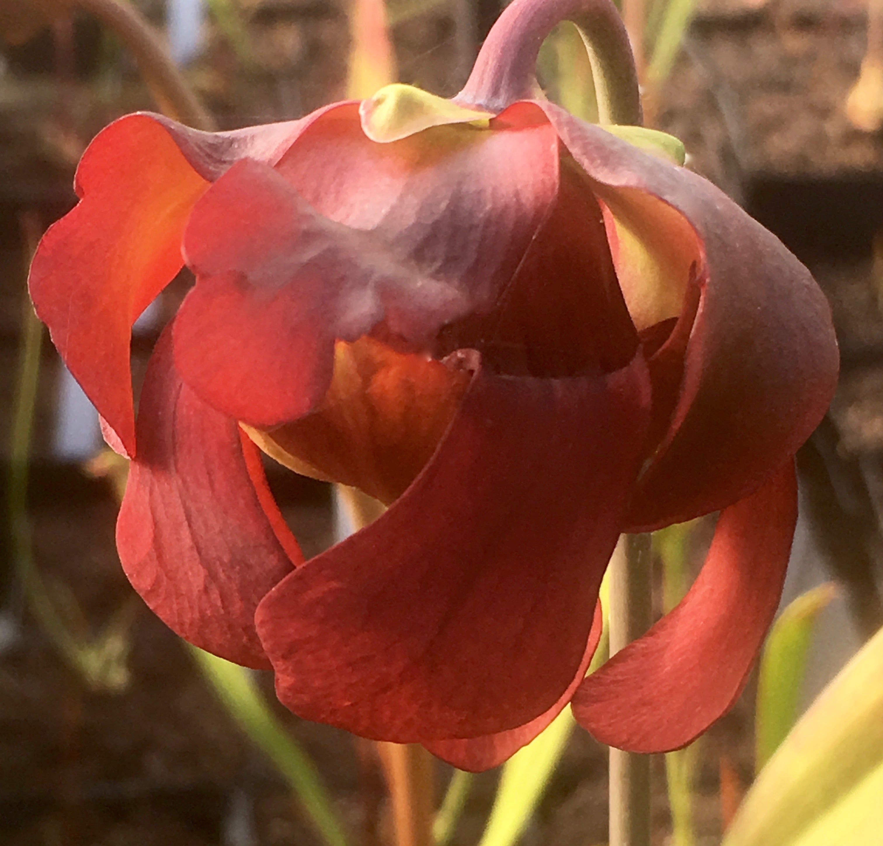 Carniflore Sarracenia Mushroom Periscope plante carnivore 11cm