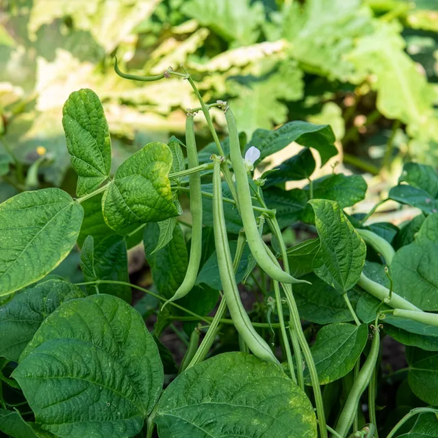 Bakker Haricot nain Maxi mangetout sachet 100 g