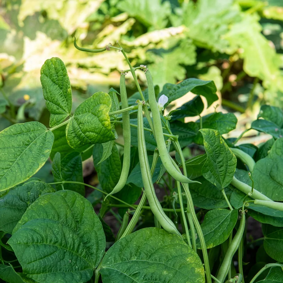 Bakker Haricot nain Maxi mangetout sachet 100 g