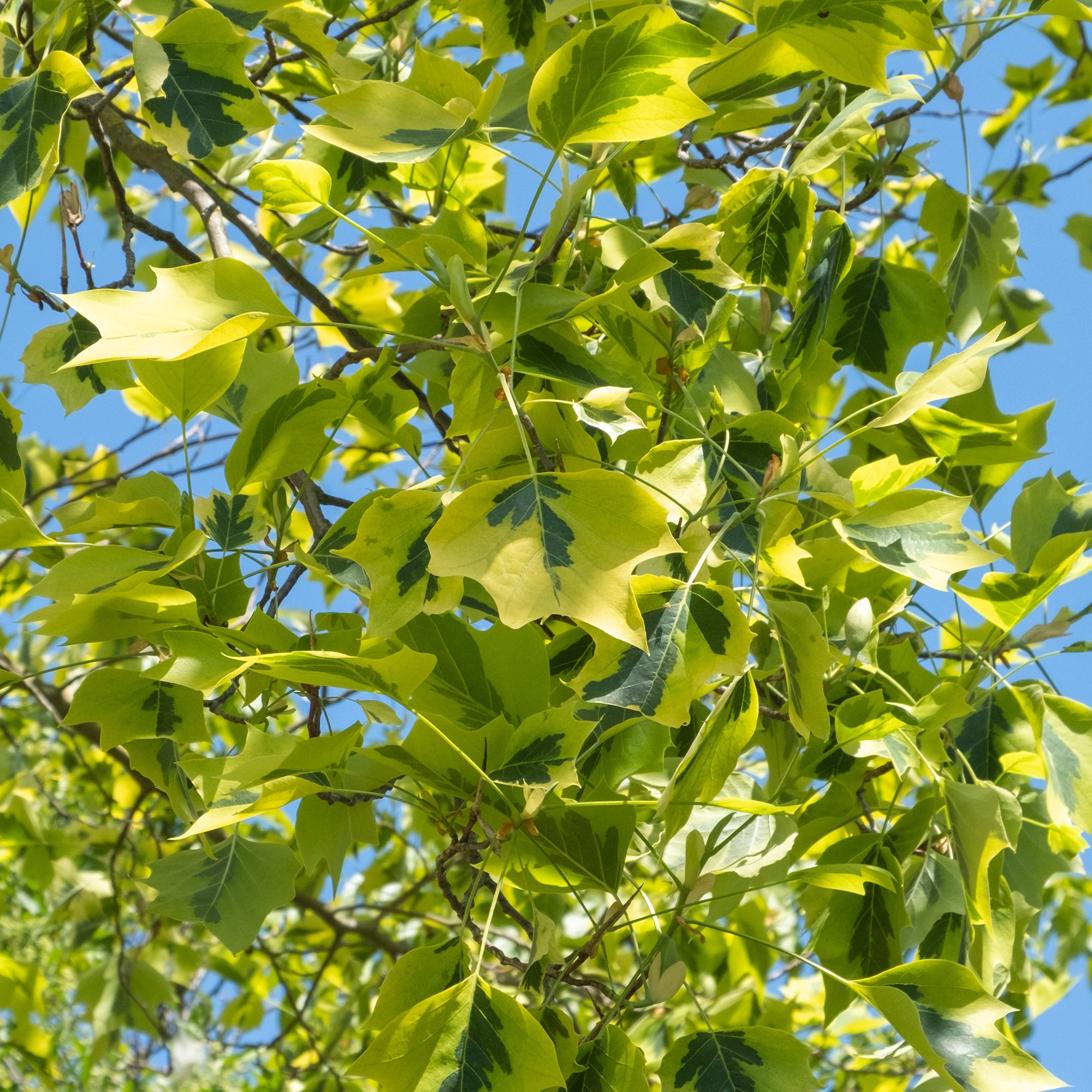 Bakker Tulipier de Virginie panaché arbre pot 4.5L feuillage doré