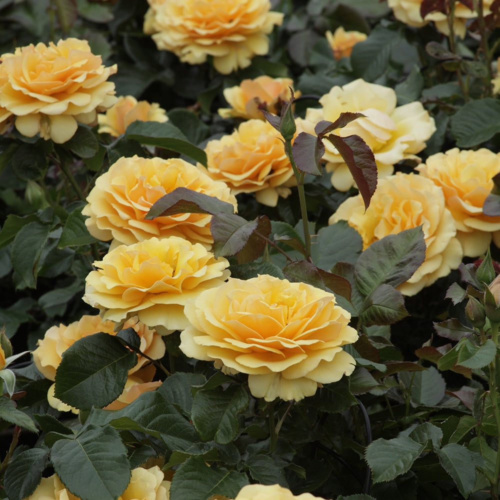 Bakker Rosier Amber Queen rosier buisson pot 3L jaune ambré