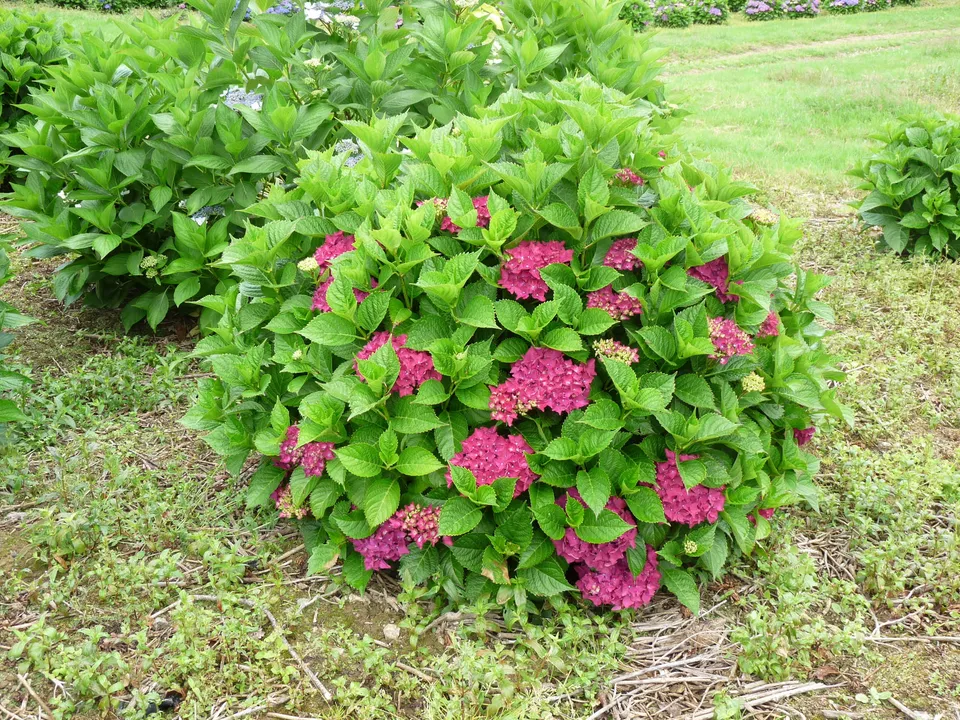 Les Hortensias du Haut Bois Bottstein hortensia fleurs rondes godet