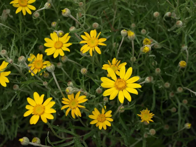 Passion Vivaces Eriophyllum lanatum plante vivace pot 1L jaune or