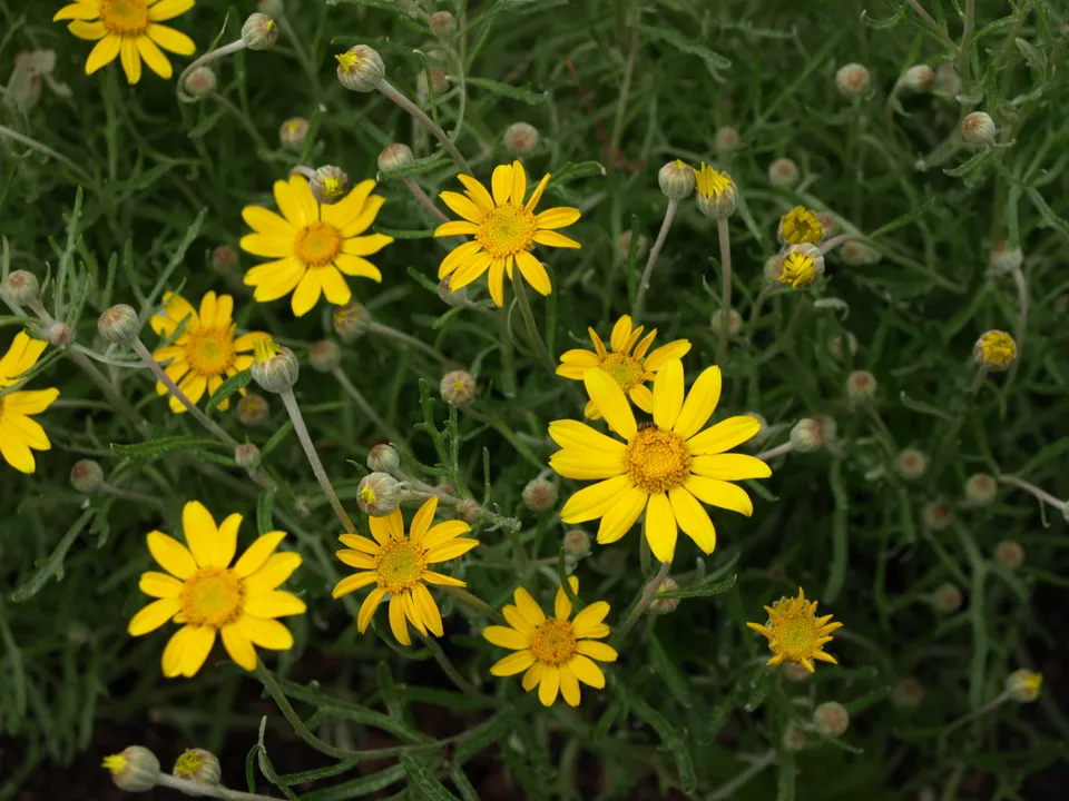 Passion Vivaces Eriophyllum lanatum plante vivace pot 1L jaune or