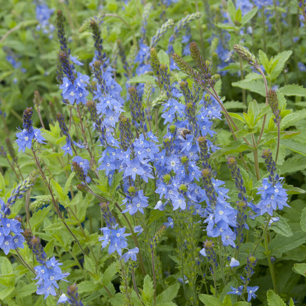 Bakker Véronique d'Autriche Royal Blue vivace pot 9cm bleu