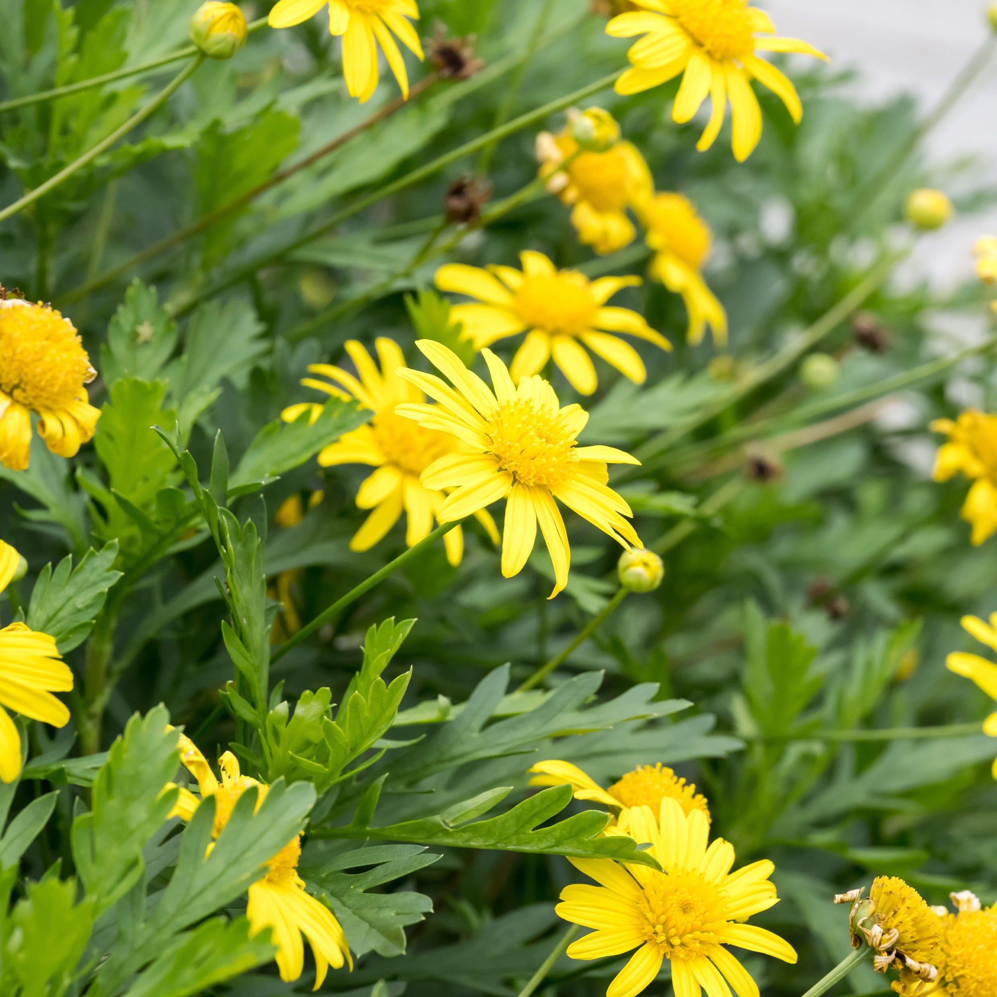 Bakker Marguerite de la savane Euryops plante godet Ø9cm jaune