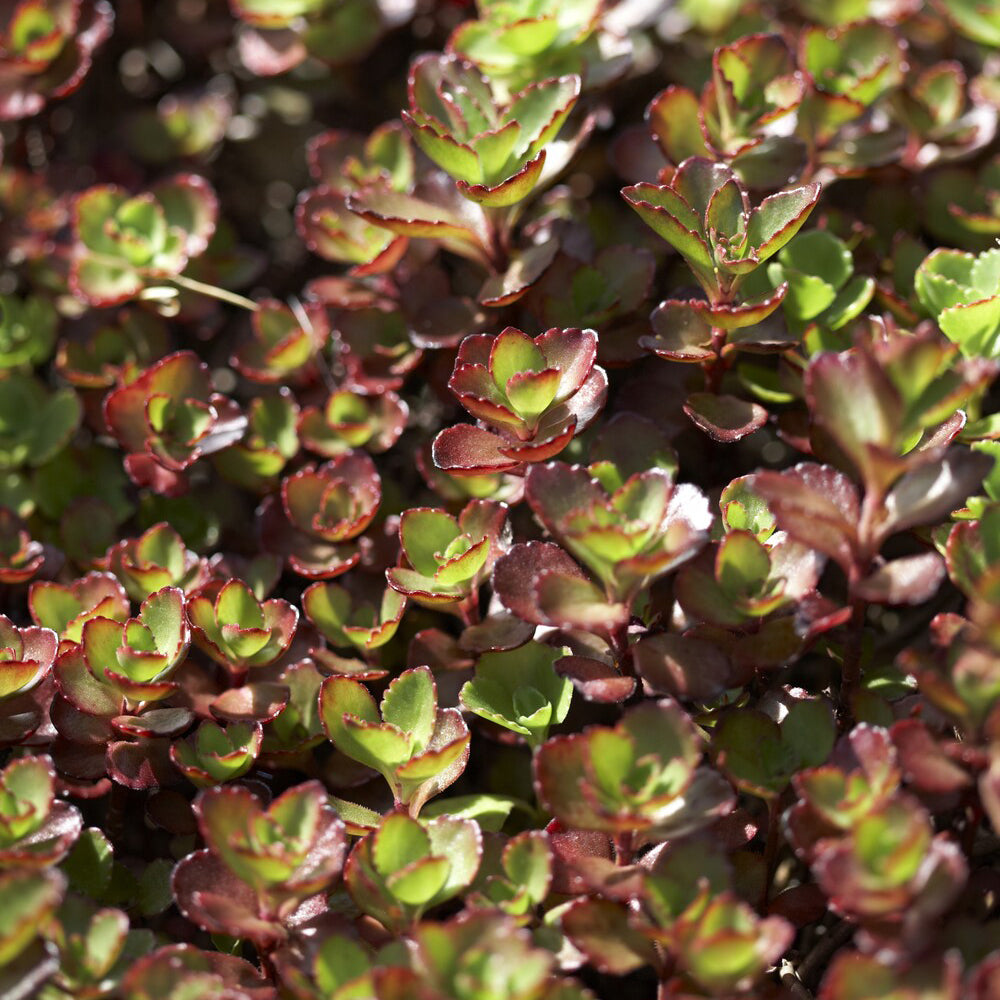 Bakker Schorbuser sedum rouge pot 9cm