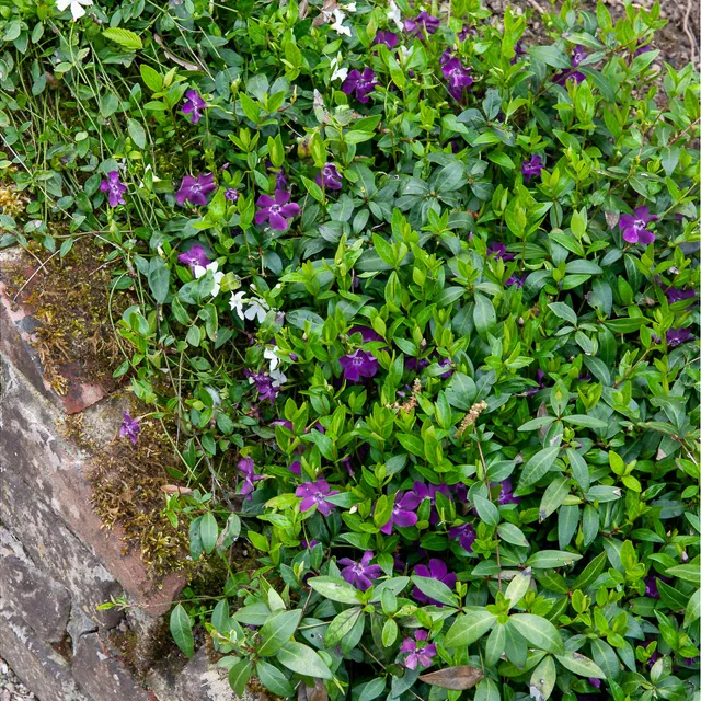 Bakker Petite Pervenche Atropurpurea couvre-sol pot Ø9cm violet