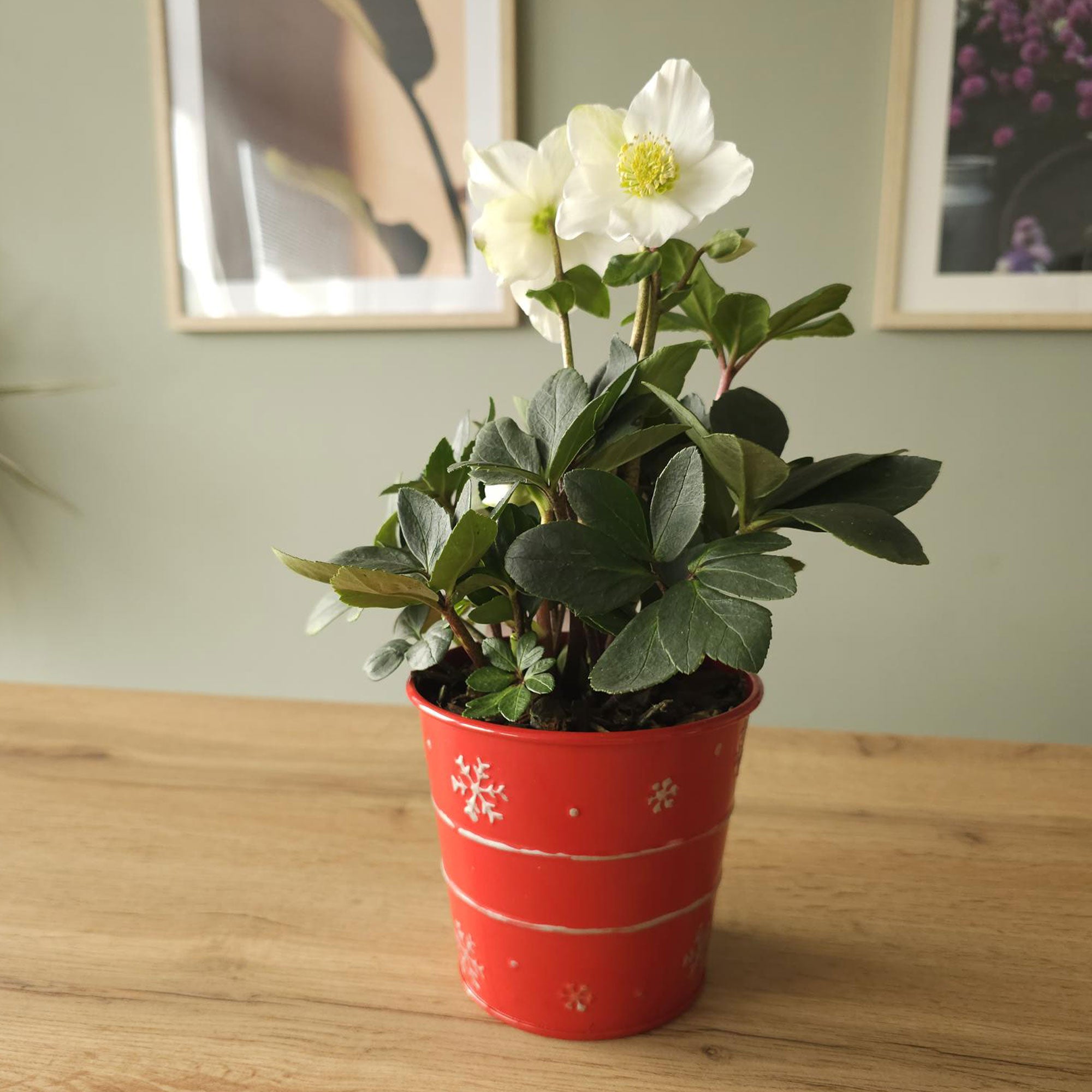 Bakker Hellébore Noël plante pot 12cm blanche Christmas Carol