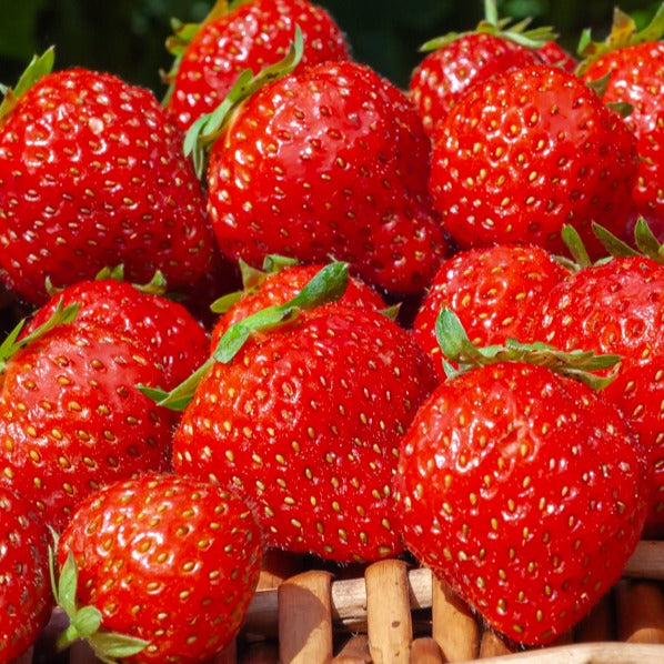 Bakker Fruitiers Fraisiers Mara des Bois 20 racines nues remontant
