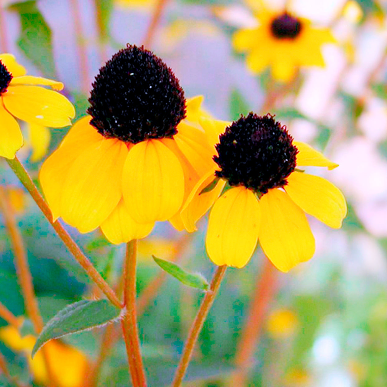 Bakker Rudbeckia trilobée vivace pot 8cm fleurs jaunes