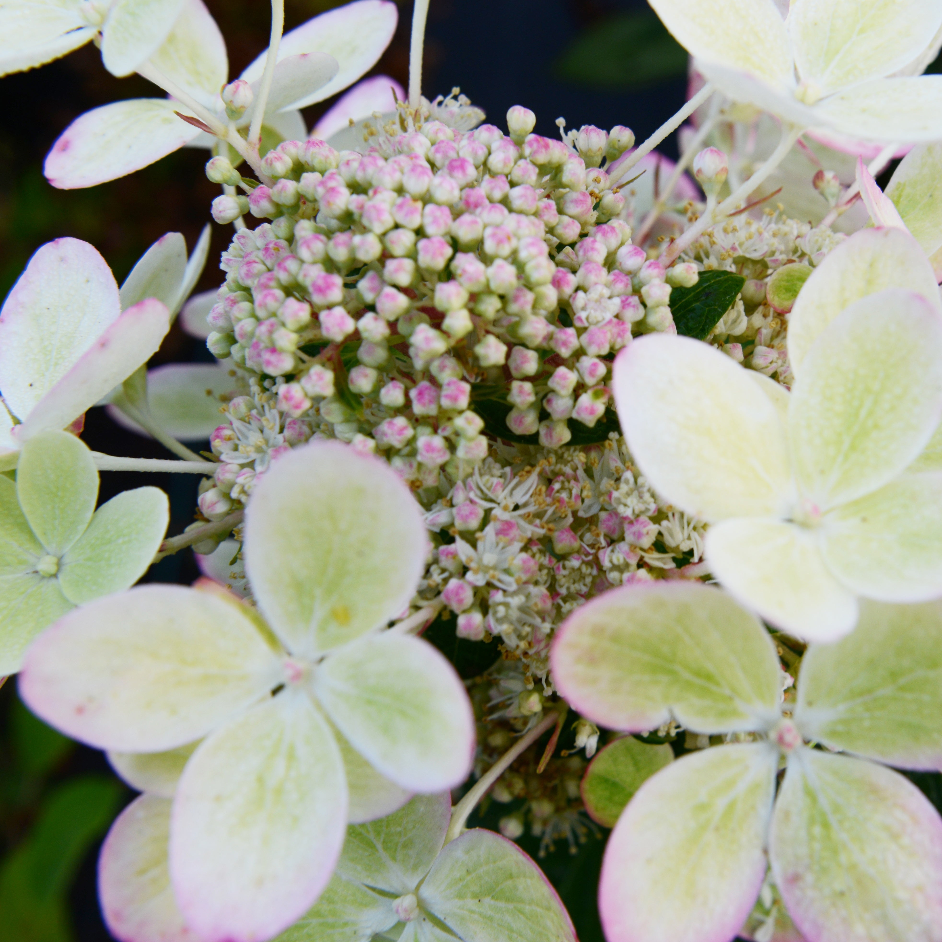 Bakker Hortensia paniculé PASTELGREEN Renxolor arbuste pot 3L