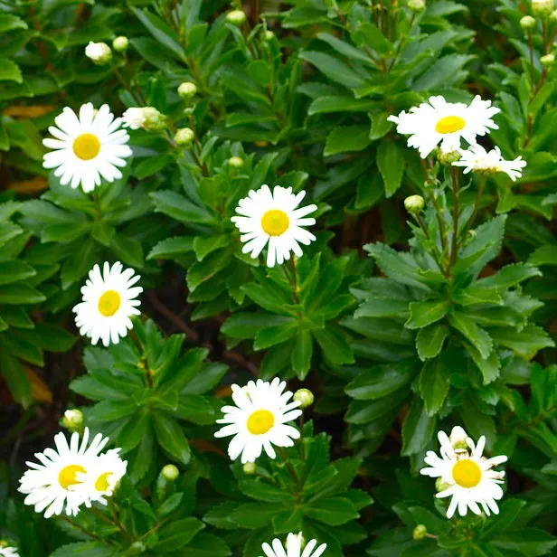 Passion Vivaces Nipponanthemum nipponicum marguerite pot 1L blanche