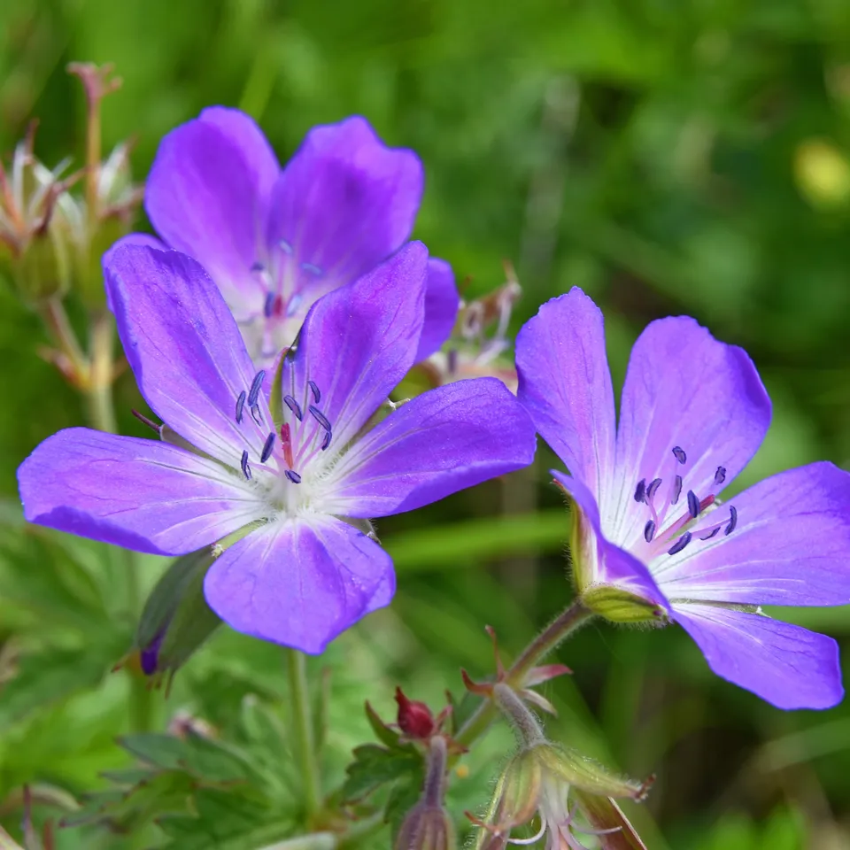 Bakker Géranium des prés vivace pot Ø 9cm violet ombre