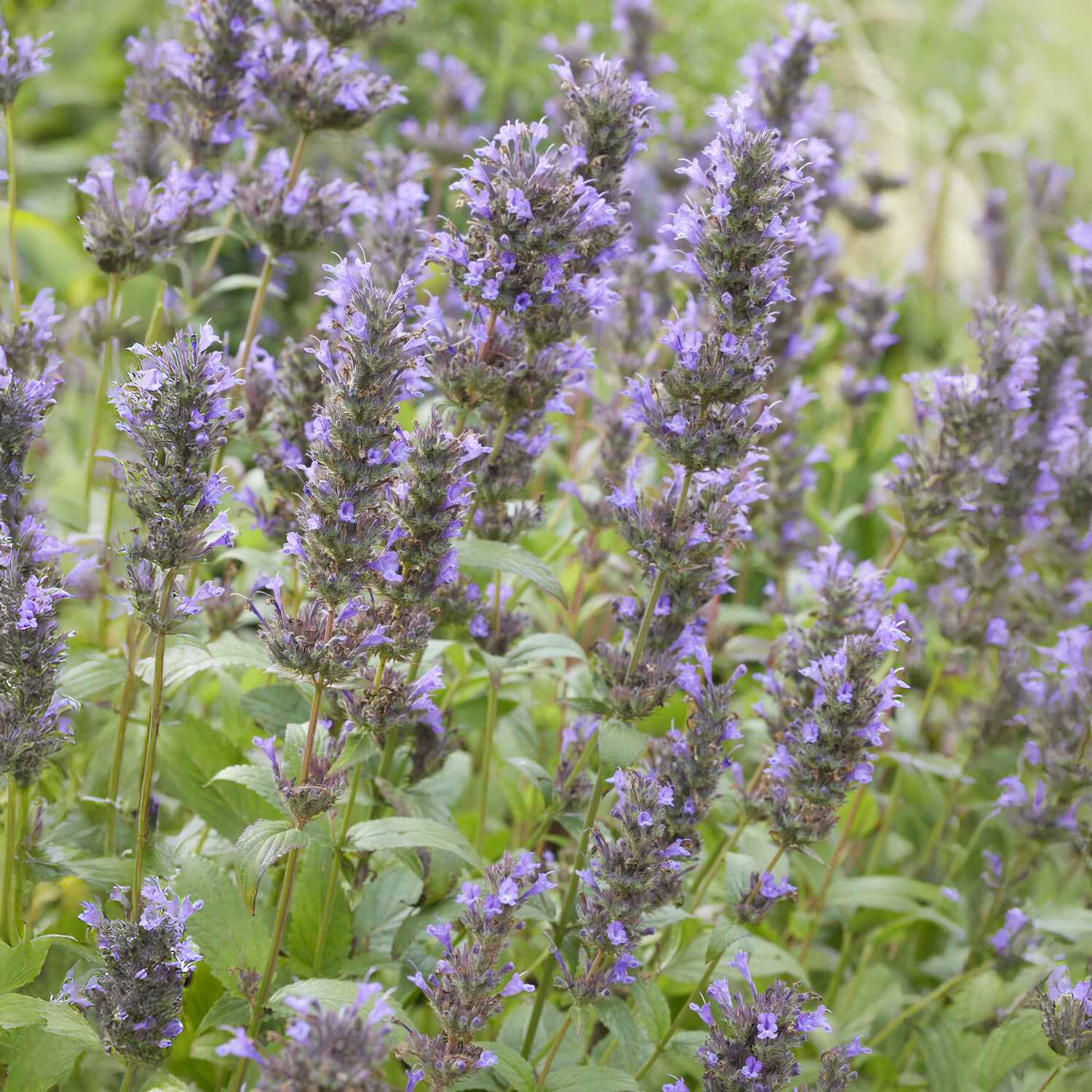 Bakker Kubanica nepeta vivace violette pot Ø9cm