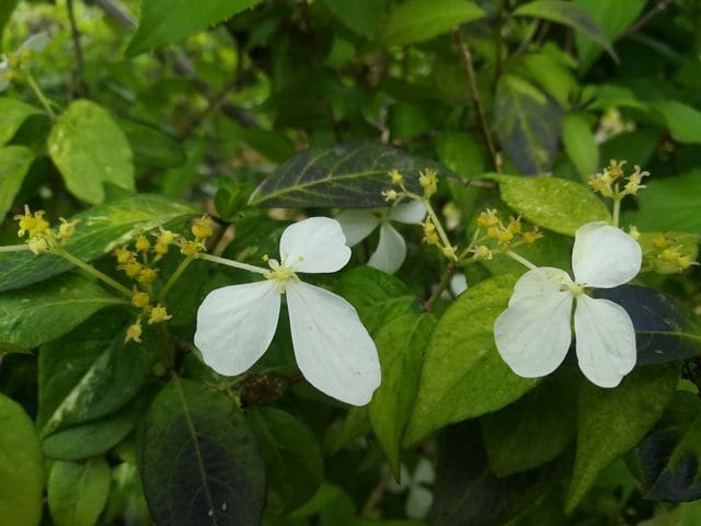 Les Hortensias du Haut Bois Fragrant Splash hortensia parfumé panaché