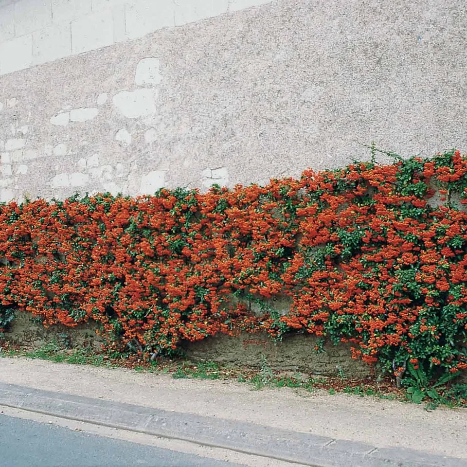 Bakker Pyracantha Saphyr Rouge buisson ardent lot 3 pots 9cm haie