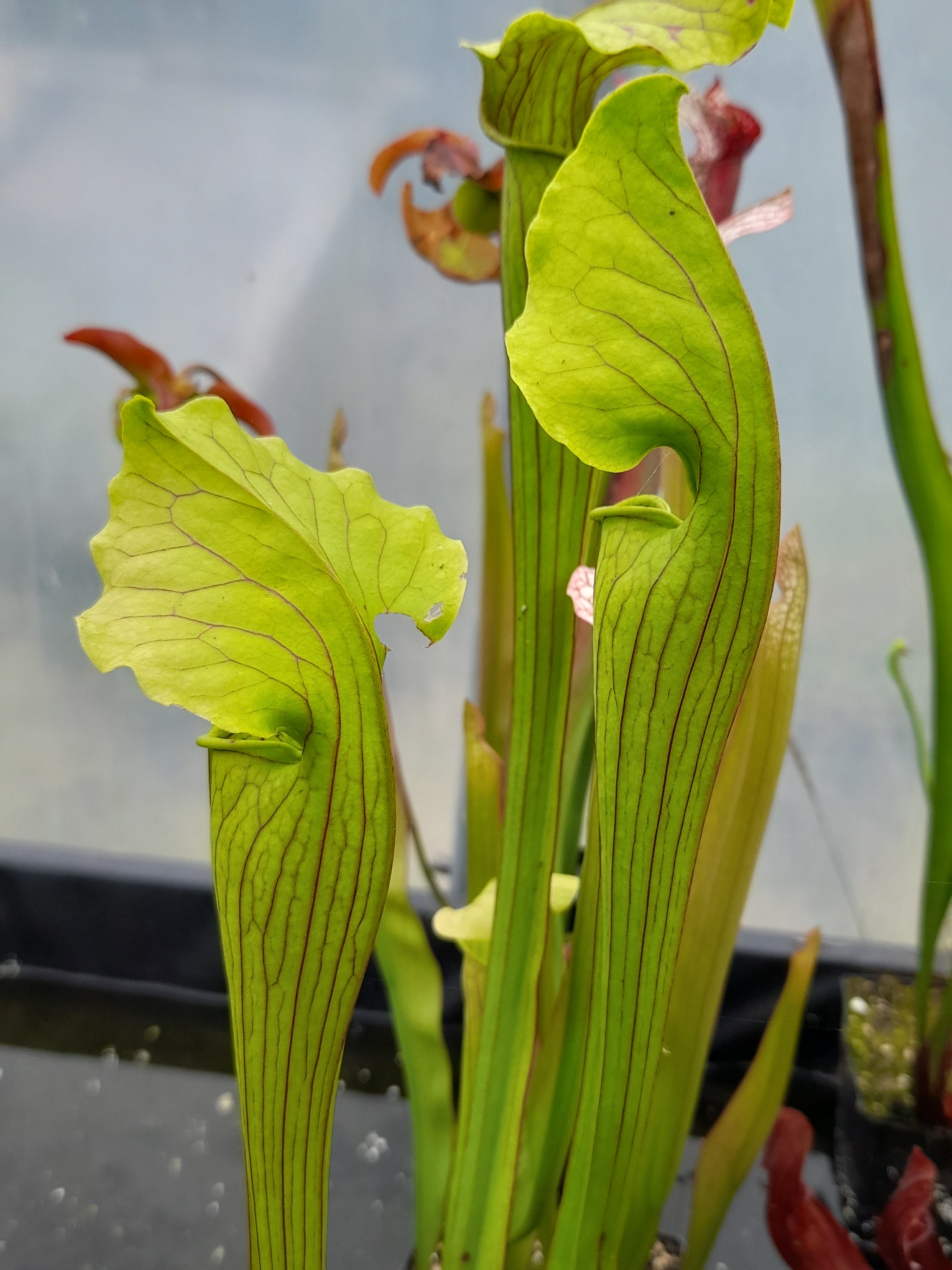 Carniflore Sarracenia x areolata fluted form plante carnivore 1 point