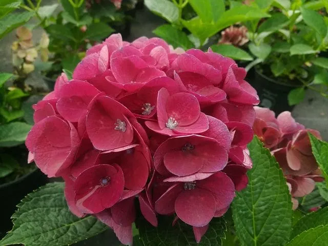 Les Hortensias du Haut Bois Dalian hortensia boules roses