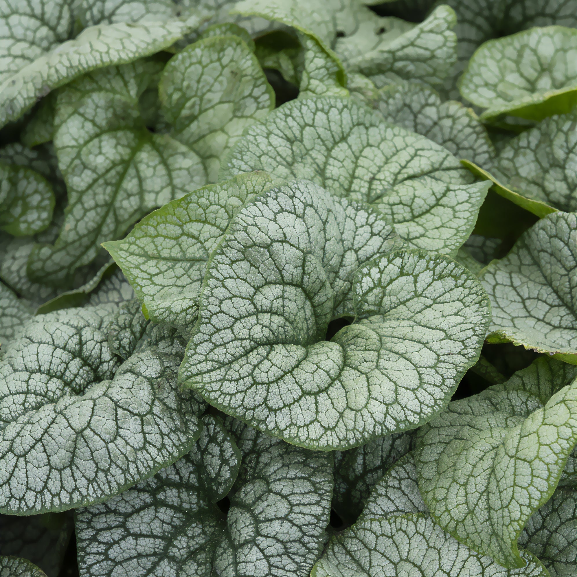 Bakker Brunnera Jack of Diamonds myosotis pot 9cm ombre