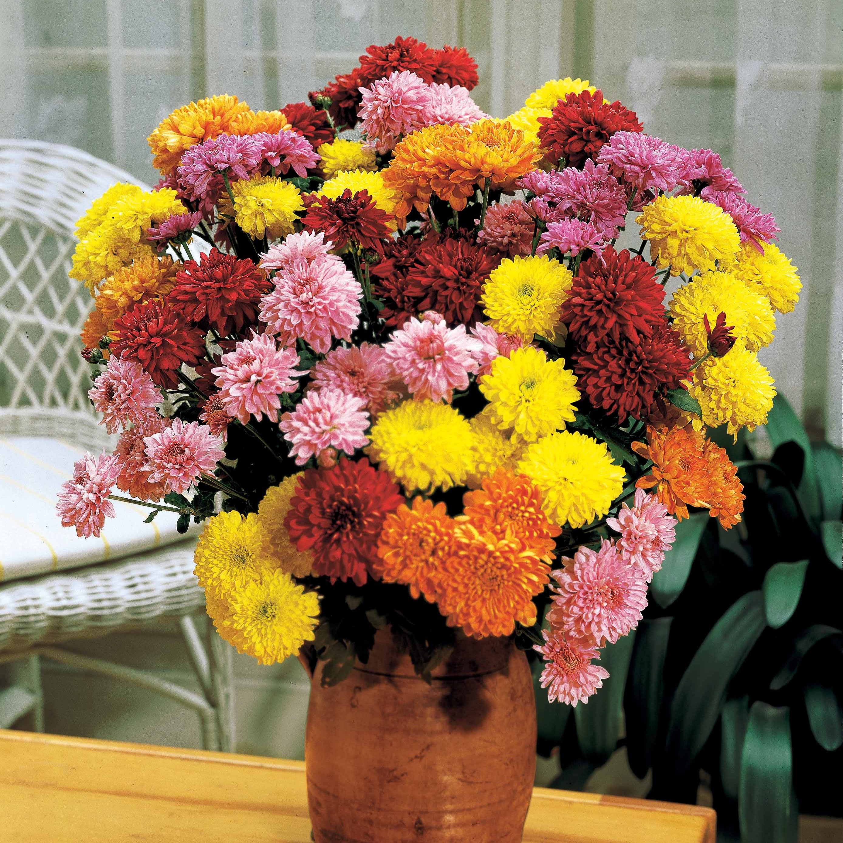 Bakker 3 Marguerites d'automne mélange 3 pots Ø9cm