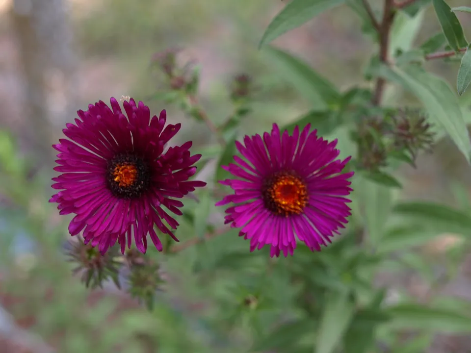 ASTER novae angliae Roter Tum plante vivace godet carmin