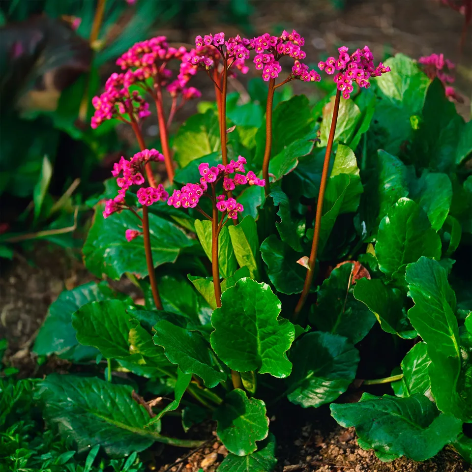 Bakker Bergénia Morgenrote couvre-sol pot Ø 9cm fuchsia