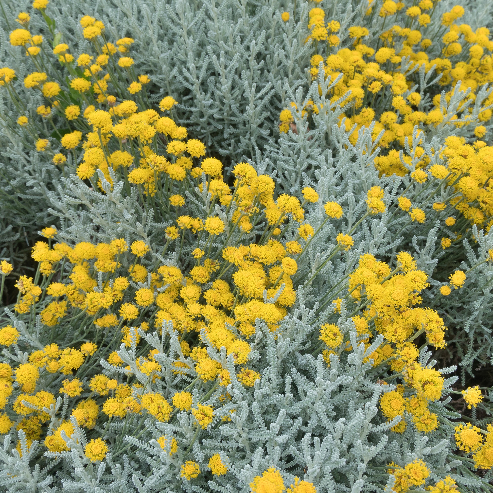 Bakker Santoline argentée vivace pot 2L jaune 20cm