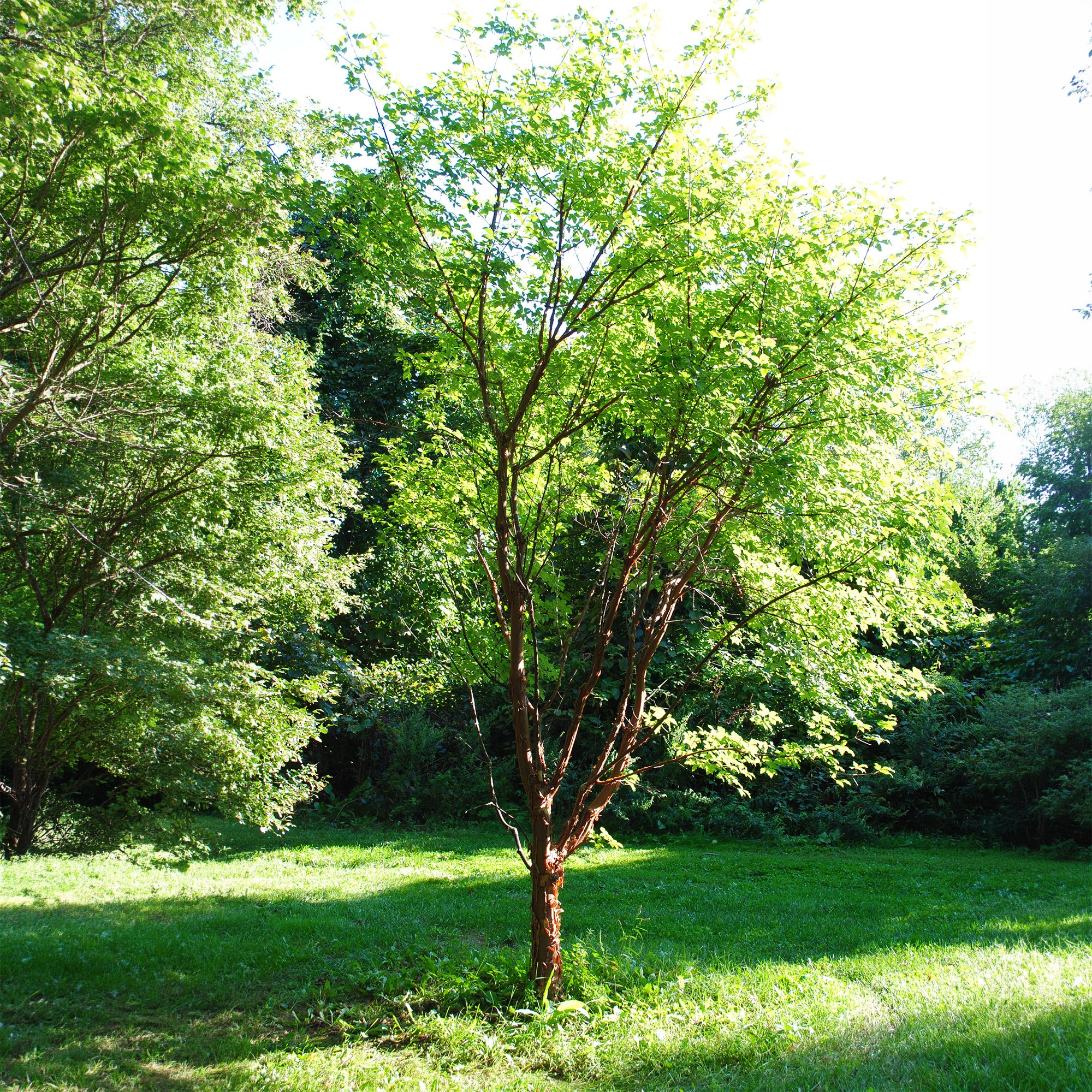 Bakker Érable écorce de papier Acer griseum pot Ø9cm