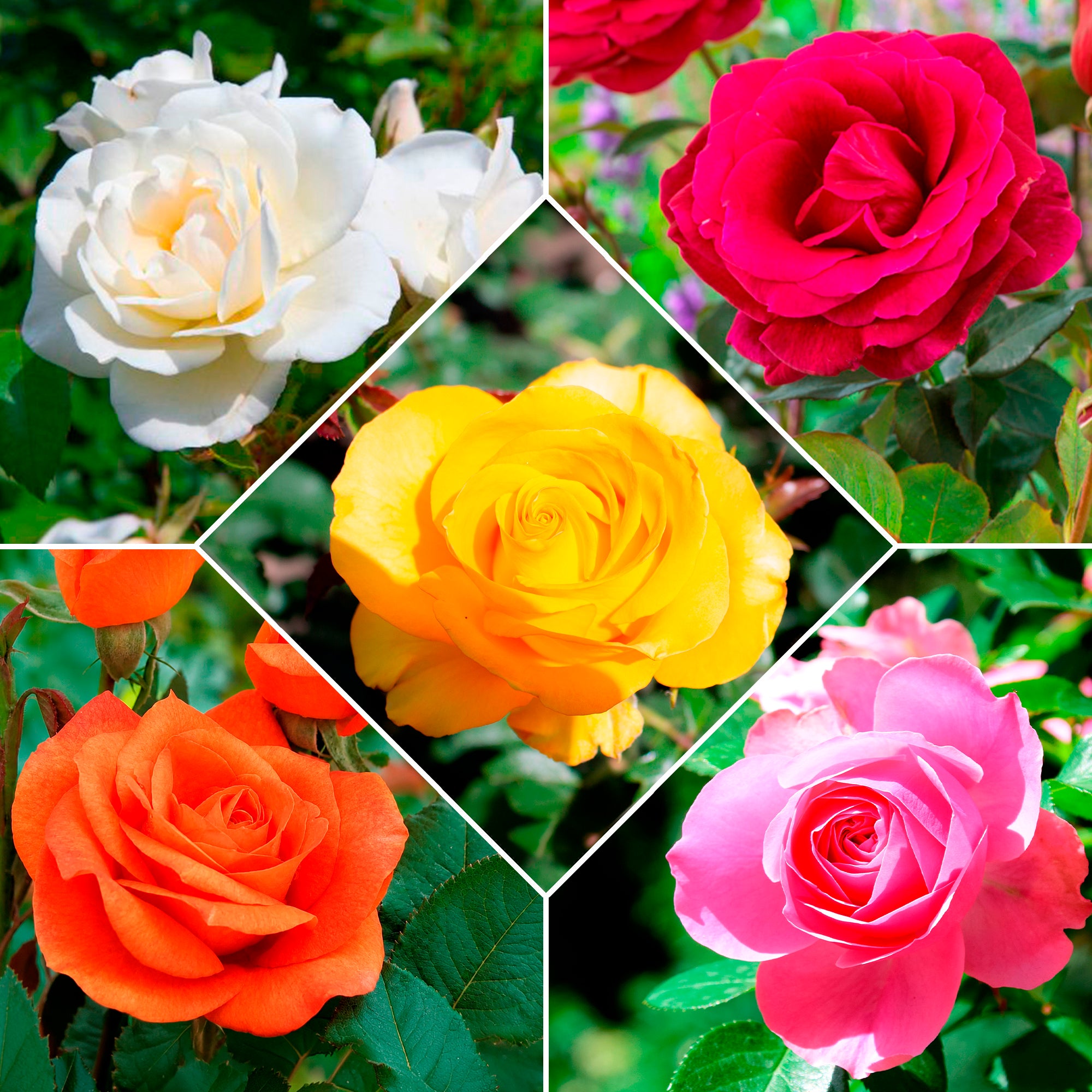 Bakker Collection 5 Rosiers pour bouquets racines nues mix