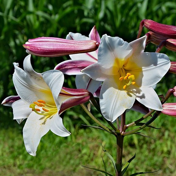 Passion Vivaces Lilium regale lys blanc parfumé bulbe plante jardin
