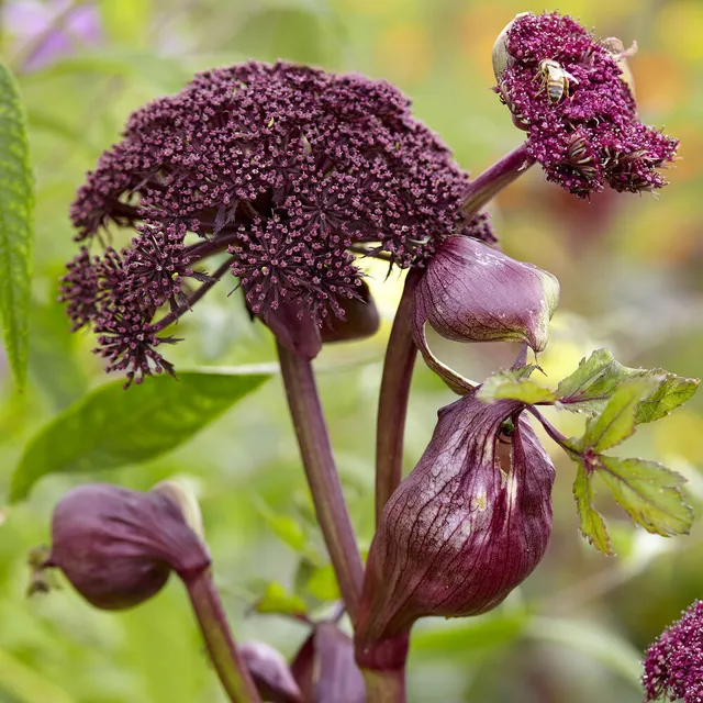 Bakker Angélique pourpre Angelica gigas pot 8 cm