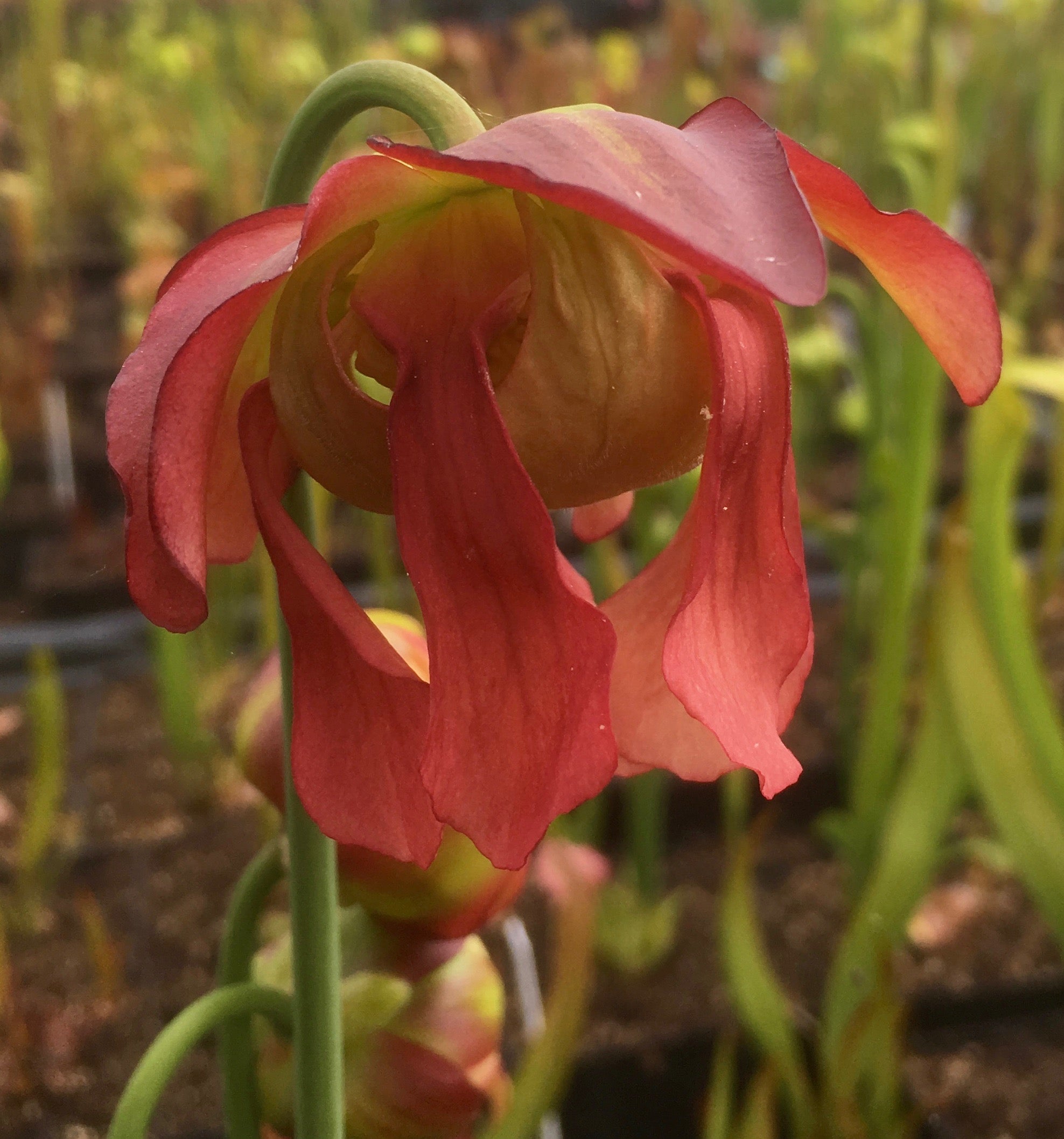 Carniflore Sarracenia Judith Hindle plante carnivore pot 11cm