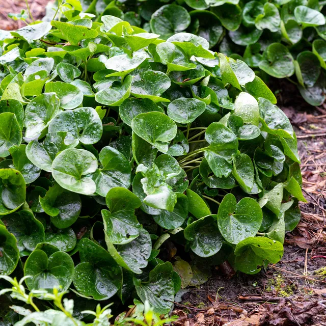 Bakker Asaret d’Europe pot Ø 9cm vivace couvre-sol