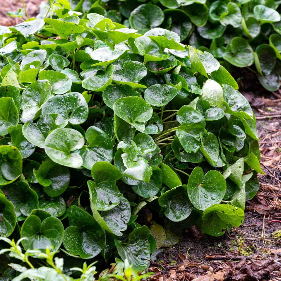 Bakker Asaret d’Europe pot Ø 9cm vivace couvre-sol