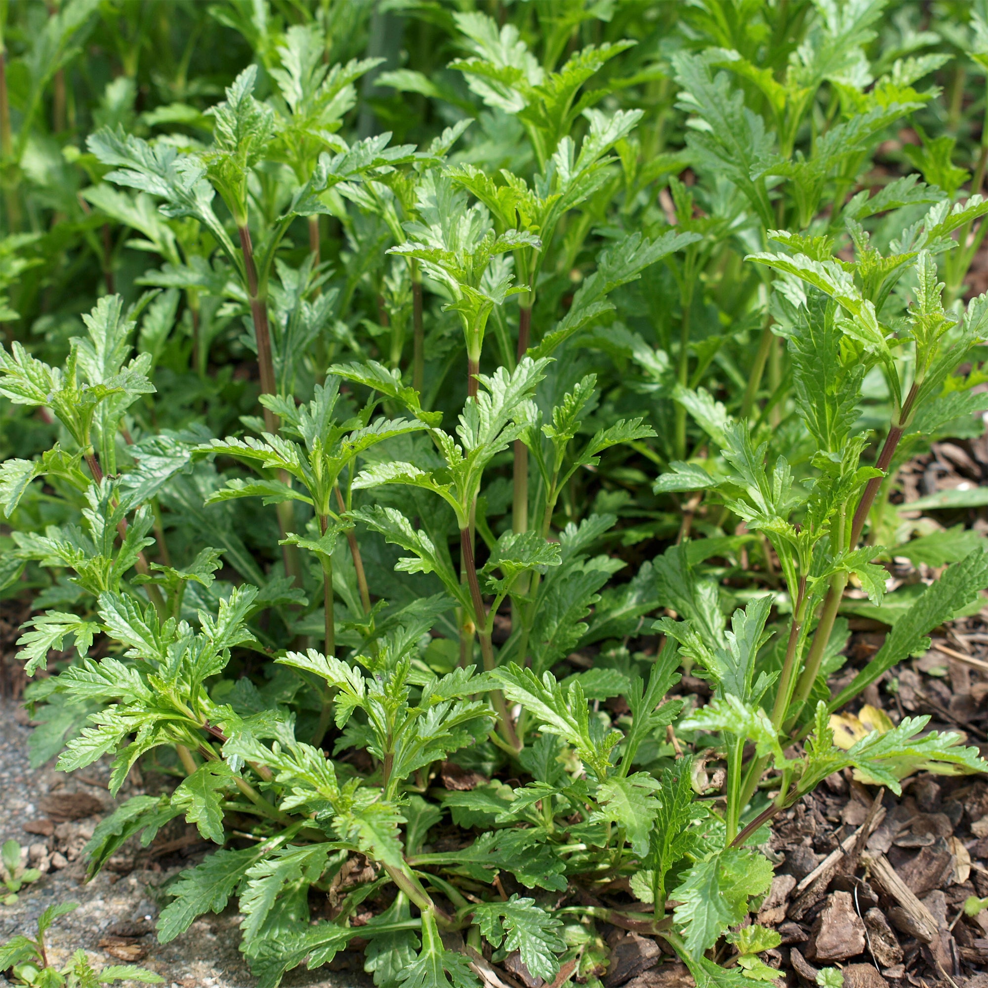 Bakker Verveine officinale vivace pot Ø9cm médicinale mellifère