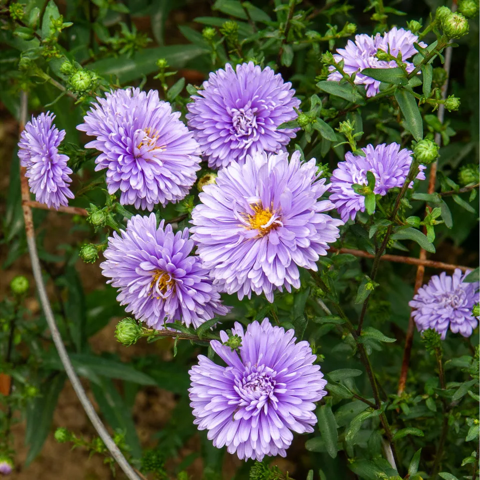 Bakker Plantes vivaces Marie Ballard aster violet pot Ø 9cm