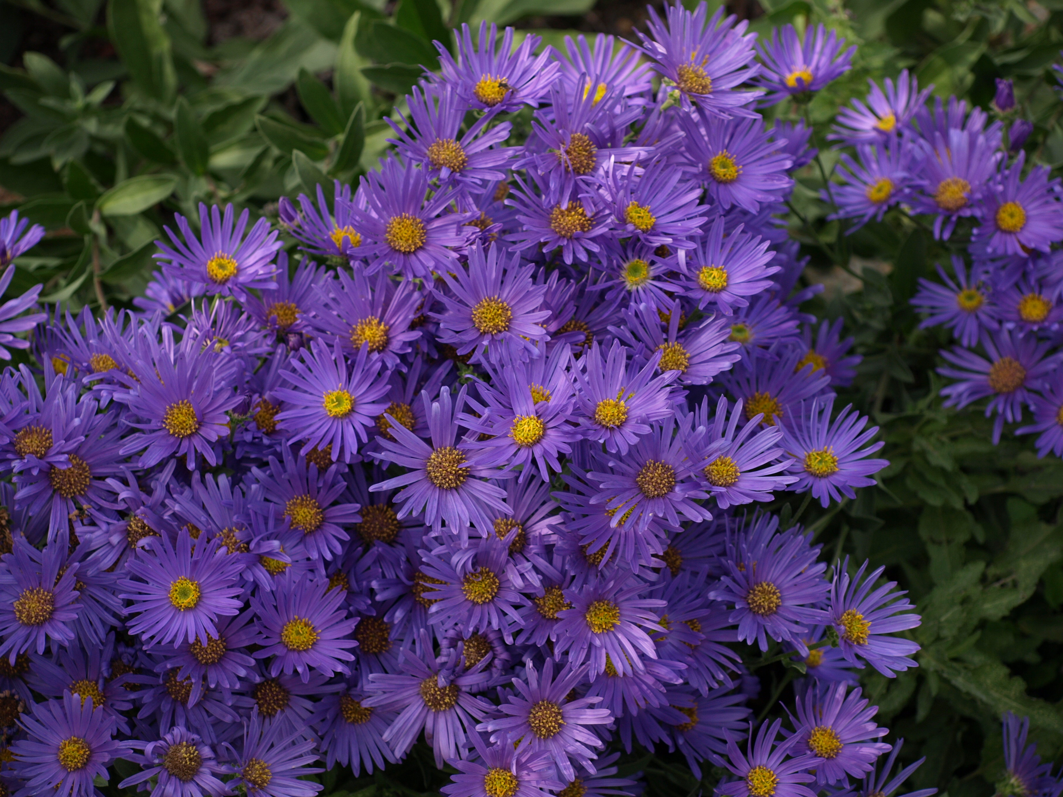 Passion Vivaces Aster Ultramarine plante godet violet
