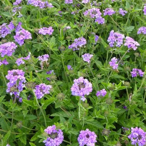 Bakker Verveine vivace Muriel pot 9cm violet