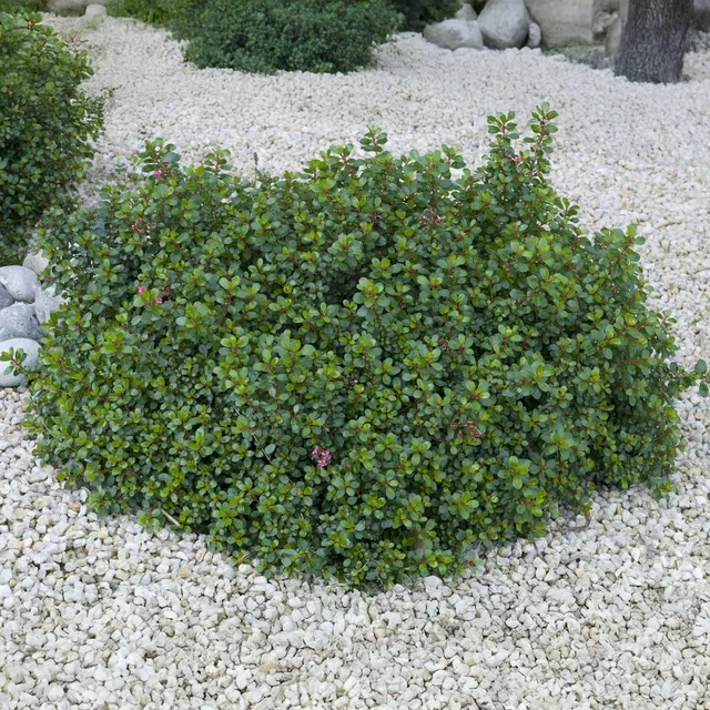 Bakker Red Dream escallonia arbuste pot 1,3L fleurs rouges