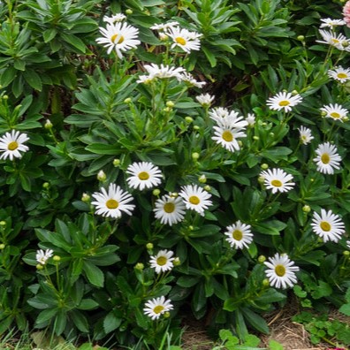 Passion Vivaces Nipponanthemum nipponicum marguerite pot 1L blanche