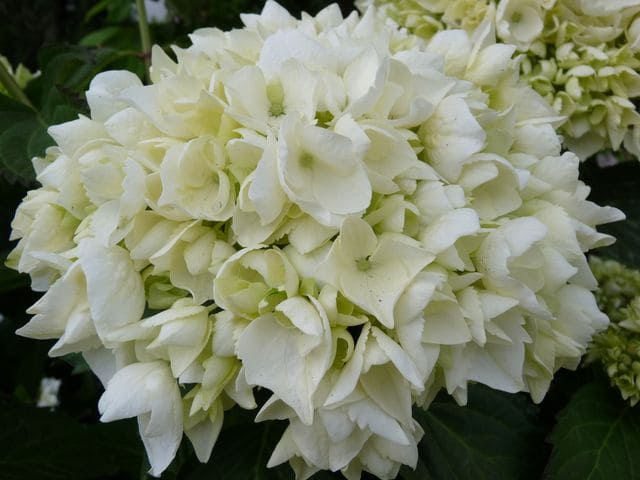 Les Hortensias du Haut Bois Soeur Thérèse hortensia blanc rond