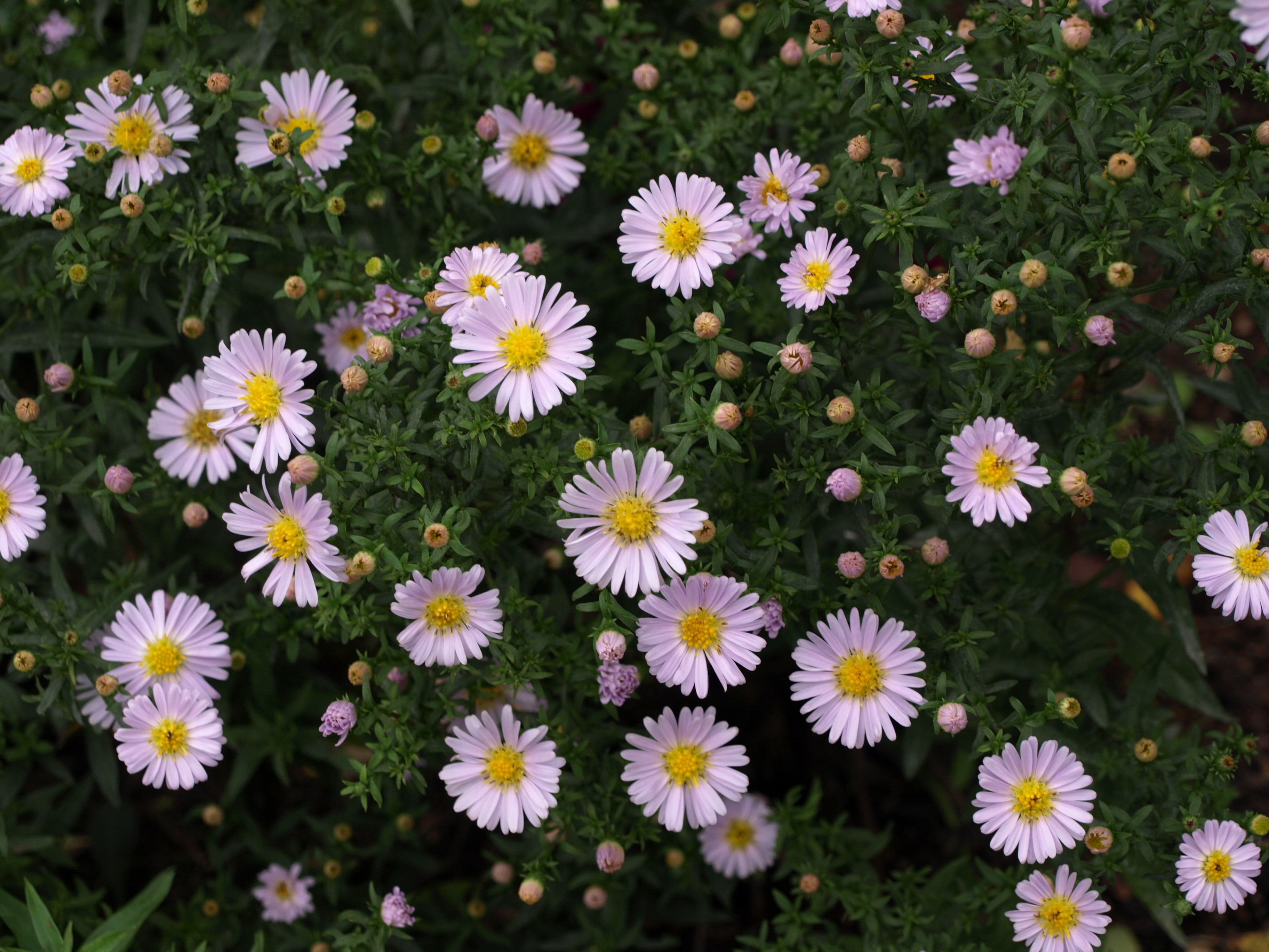 Passion Vivaces Aster Madame Pessy fleur blanche godet rosé