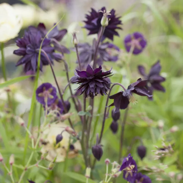 Bakker Ancolie Black Barlow plante vivace pot 9cm violet