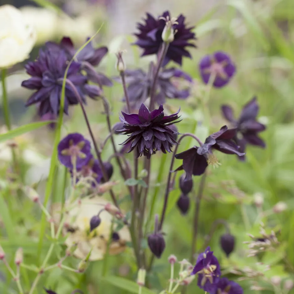 Bakker Ancolie Black Barlow plante vivace pot 9cm violet
