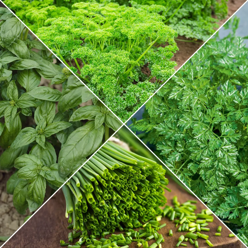 Bakker Collection fines herbes graines 4 sachets persil basilic