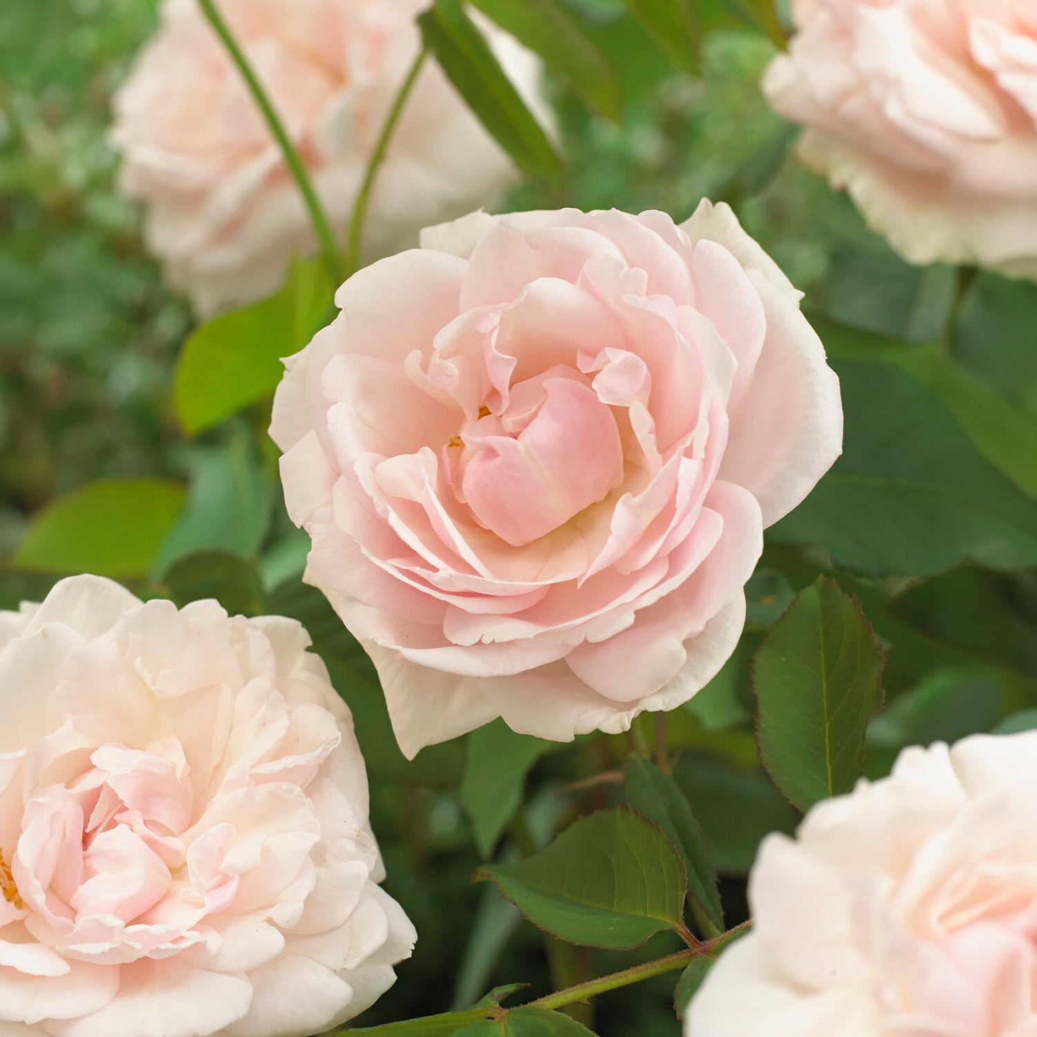 Bakker Rosier Mme Alfred Carrière grimpant pot 4L blanc